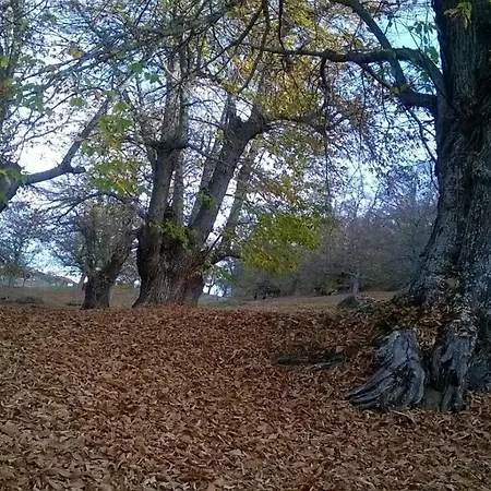 Casaneila Neila de San Miguel
