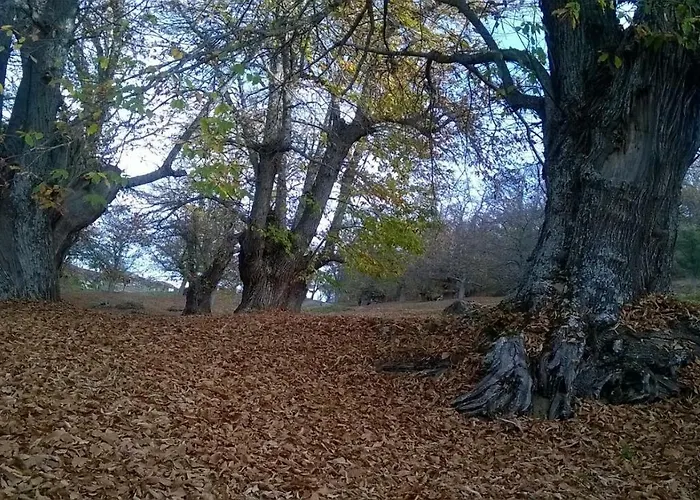 Casaneila Neila de San Miguel
